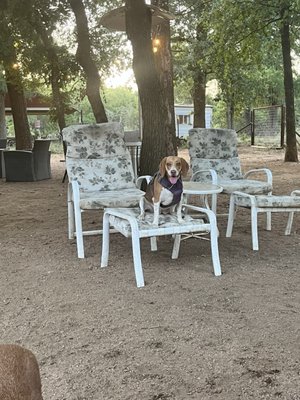 Dog House Drinkery & Dog Park by null