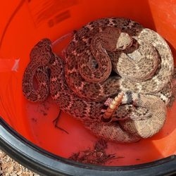 Lonewolf Wildlife & Pest Specialists - Rattlesnakes