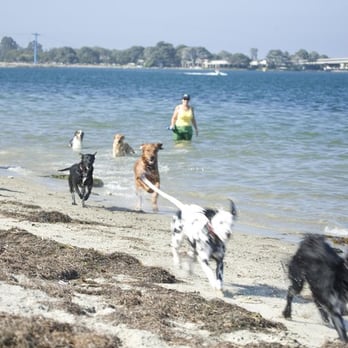 Your Buddy and Me - Dog Walkers Near Me Your Buddy and Me - Dog Walkers Near Me