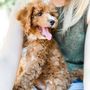 Photo of Georgia Dog Club