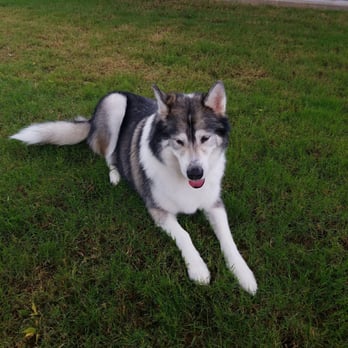 Azle Pet Salon - Pet Groomers Near Me - Azle, Texas Azle Pet Salon - Pet Groomers Near Me - Azle, Texas