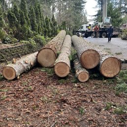 Downed lumber