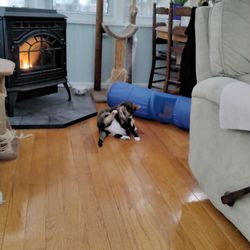 Re Service - Happy kitty