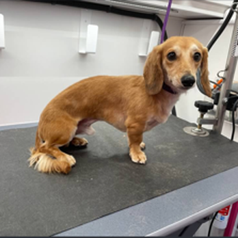 Splash Mobile Grooming - Pet Groomers Near Me Splash Mobile Grooming - Pet Groomers Near Me