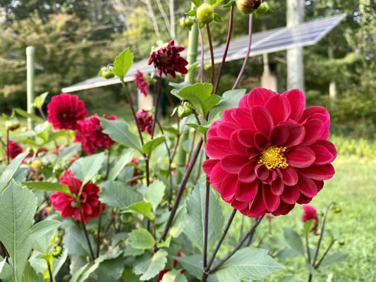 New Salem Cider by null