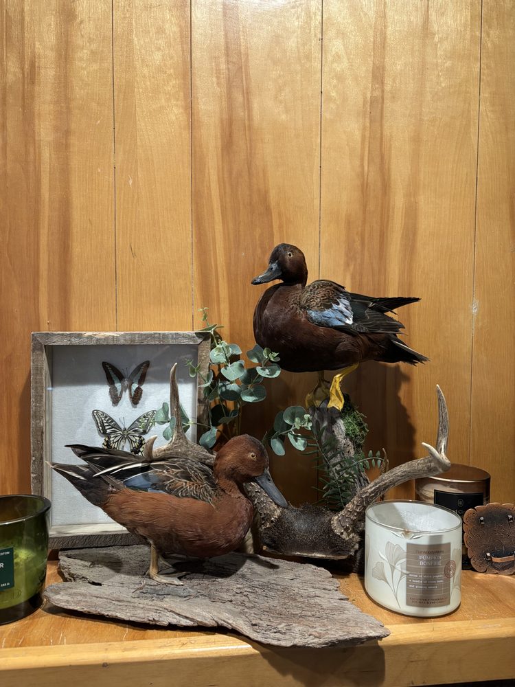 First Impressions Taxidermy - taxidermy in Modesto, CA