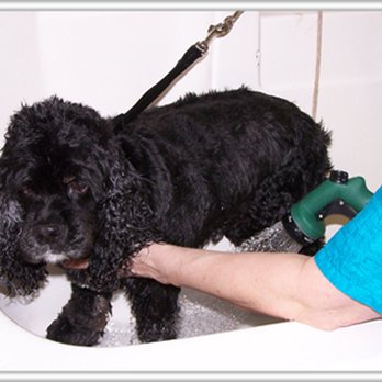 1. Perfect Paws Pet Salon