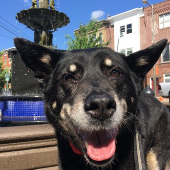 Pups On Passyunk - Dog Walkers Near Me Pups On Passyunk - Dog Walkers Near Me