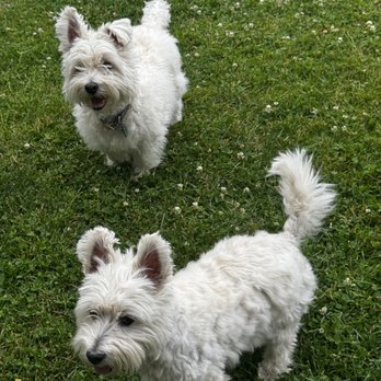 Pet Sitter James - Pet Sitting Near Me