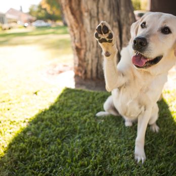 Invisible Fence - High 5 Mom...thanks for calling the Invisible Fence® Brand! - Pet Services Near Me - Estero, Florida Invisible Fence - High 5 Mom...thanks for calling the Invisible Fence® Brand! - Pet Services Near Me - Estero, Florida