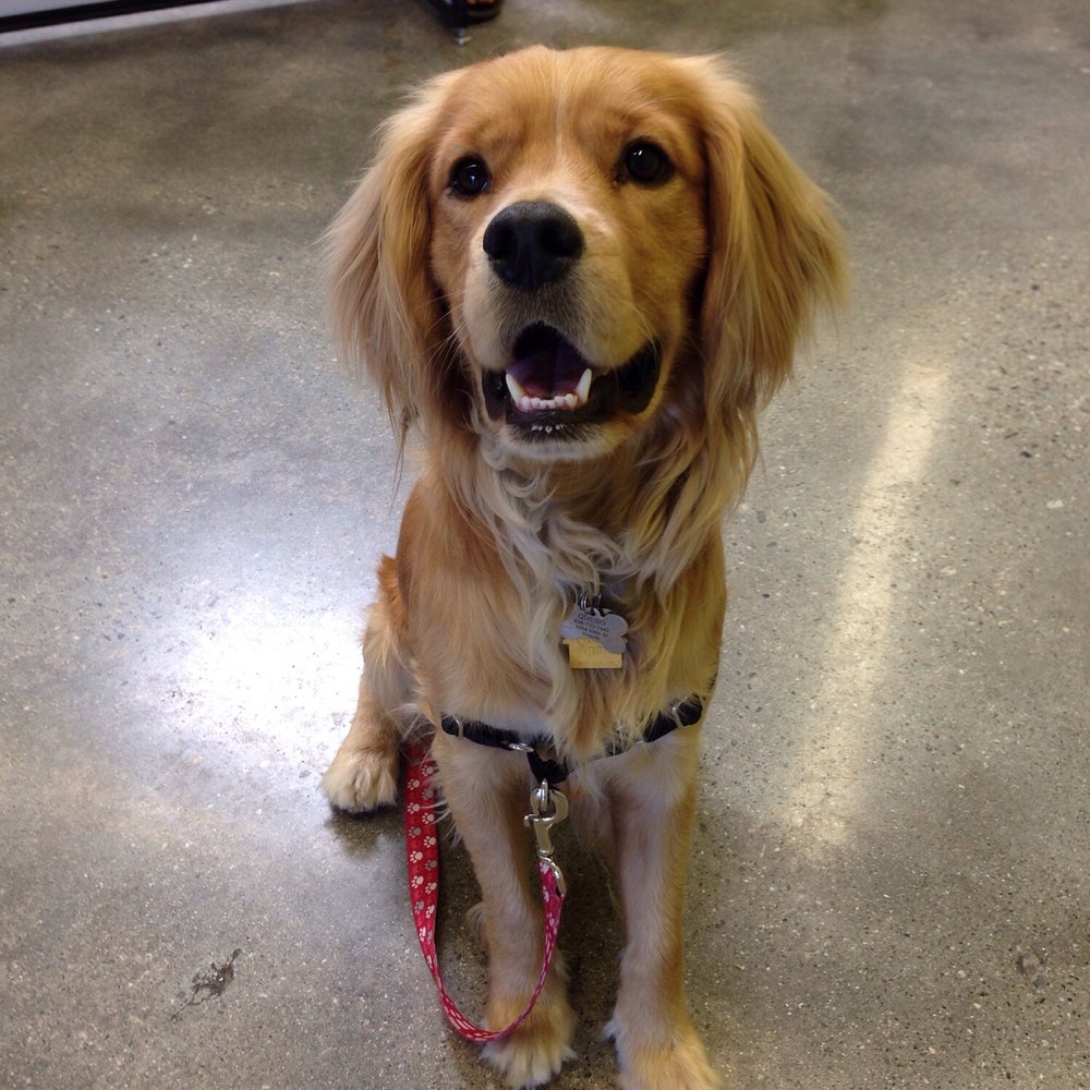 Unleashed by Petco - Our dog Queso!!! - Pet Training Near Me - Monrovia, California Unleashed by Petco - Our dog Queso!!! - Pet Training Near Me - Monrovia, California
