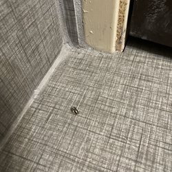 Another roach