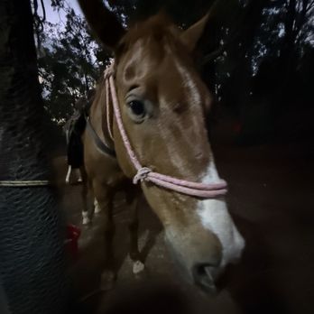 Pālehua Trail Rides - olaf the G. O. A. T. - Horseback Riding Near Me - Kapolei, Hawaii Pālehua Trail Rides - olaf the G. O. A. T. - Horseback Riding Near Me - Kapolei, Hawaii
