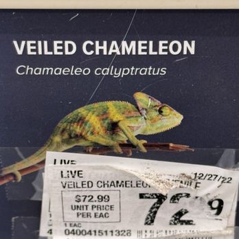 PetSmart - 72.99 - The image features a sign at a pet store providing information about veiled chameleons (Chamaeleo calyptratus). The sign includes the common name, scientific name, and a photograph of a veiled chameleon. There is a price tag indicating $72.99 per chameleon, along with additional product details and barcode information. The sign is placed on a display or shelf, with some wear and tear visible on the label. - Pet Stores Near Me - Flagstaff, Arizona