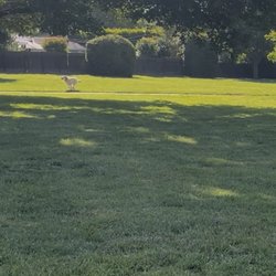 Oak Meadow Park - Unleashed dog