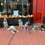 Photo of Run Free K9