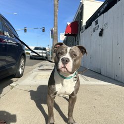 Lido Animal Hospital - Jaxon got to meet Dr Earl today!