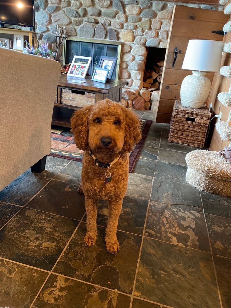 PAWSITIVELY STYLIN Updated June 2024 25 W Davenport St, Rhinelander