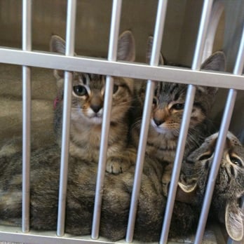 Animal Friends Rescue Project - Sweeties! - Animal Shelters Near Me - Pacific Grove, California