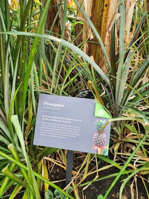 Myriad Botanical Gardens by null