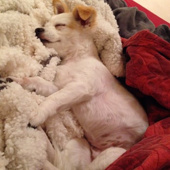 Coco Grooming - luna with a summer cut - Pet Groomers Near Me - Los Angeles, California