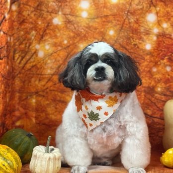 Spoiled Pup - Pet Groomers Near Me - Las Vegas, Nevada Spoiled Pup - Pet Groomers Near Me - Las Vegas, Nevada