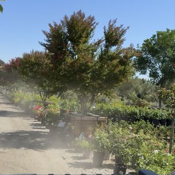 Moon Valley Nurseries - Driving around the nursery finding the perfect one! - Nurseries & Gardening Near Me - Murrieta, California Moon Valley Nurseries - Driving around the nursery finding the perfect one! - Nurseries & Gardening Near Me - Murrieta, California