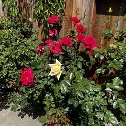 More roses than ever before