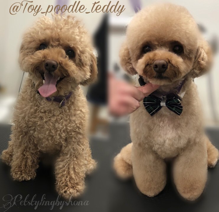 PET STYLING BY SHONA Updated July 2024 13 Photos Montréal, Quebec