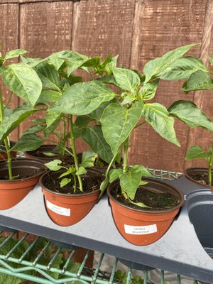 Farmers Market by null