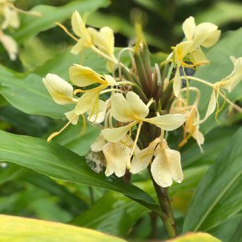 Akaka Falls State Park - Awapuhi - Parks Near Me - Honomu, Hawaii