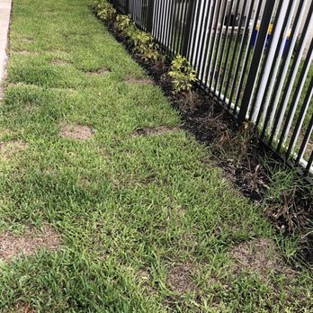 Tropical Tree and Landscape - Dead plants and grass - Tree Services Near Me - Boynton Beach, Florida Tropical Tree and Landscape - Dead plants and grass - Tree Services Near Me - Boynton Beach, Florida