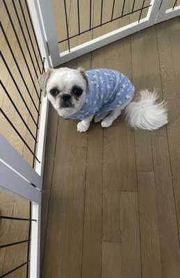 Lucky Paws Pet Grooming