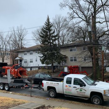 Jersey Tree Care - Take down in Maplewood - Tree Services Near Me - Ridgewood, New Jersey