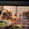 Super Pets gift card