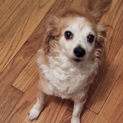 Texas Coalition for Animal Protection - She's feeling so much better now!