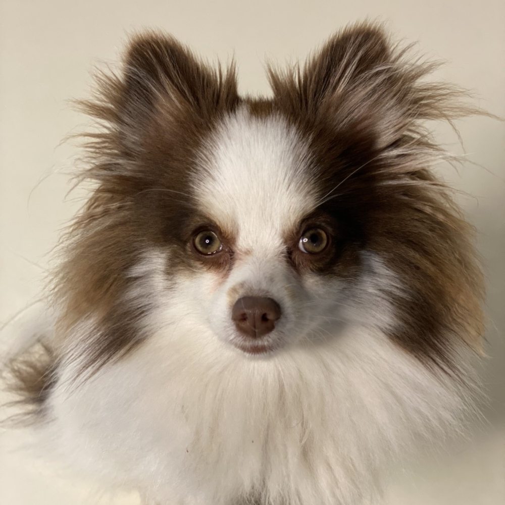 Dirty Paws - Before - Pet Groomers Near Me - Long Beach, California