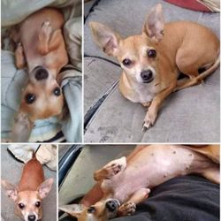 Texas City Animal Hospital - Lost dog