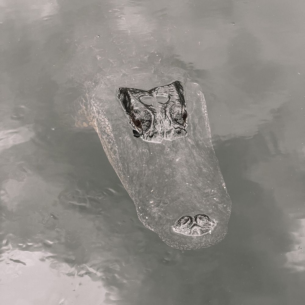 Everglades Airboat Expeditions - Boat Tours Near Me Everglades Airboat Expeditions - Boat Tours Near Me