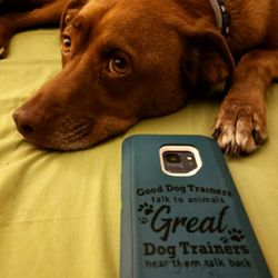 The Karmic Dog - Malley, my vizsla mix