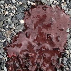Buddies Natural Pet Food - Bloody stool from Buddies Food