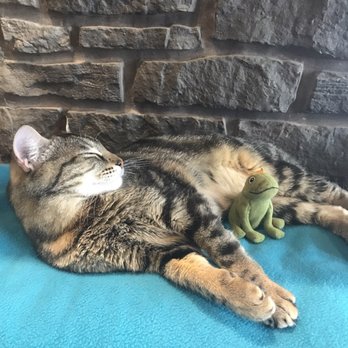 Seattle Meowtropolitan - Snoozing kitty, this one loved neck scratches - Themed Cafes Near Me - Seattle, Washington Seattle Meowtropolitan - Snoozing kitty, this one loved neck scratches - Themed Cafes Near Me - Seattle, Washington