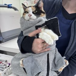 805 Mobile Vet - Cali