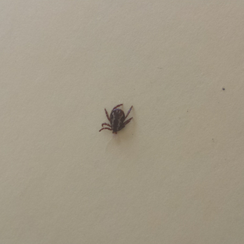 Wagon Train Feed and Pet - Freshly groomed pup and they left a tick on her - Pet Stores Near Me - Orange, California Wagon Train Feed and Pet - Freshly groomed pup and they left a tick on her - Pet Stores Near Me - Orange, California