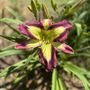 Photo of Eezie’s Daylily Farm