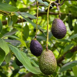Avocado Plants