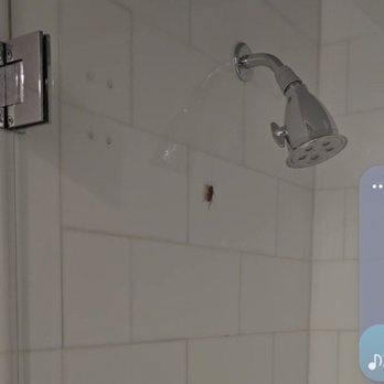 Angler's - Bugs crawling in upstairs shower - Hotels Near Me - Miami Beach, Florida