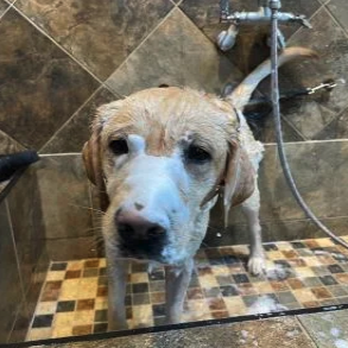 The Proper Pet - Pet Grooming Stations: Groom your pet at our pet grooming stations.  Different size stations for all pet sizes. - Pet Stores Near Me - Tolland, Connecticut