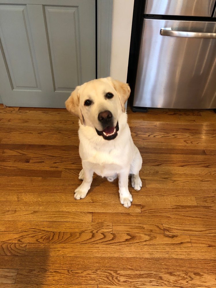 DALTON’S CHERRYWOOD KENNEL AND GROOMING Updated August 2024 178