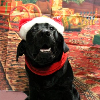 Dogs By Helene - Pet Groomers Near Me - Glens Falls, New York
